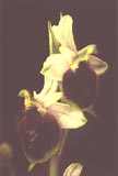 Ophrys crabronifera [Click to View]
