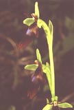 Ophrys insectifera [Click to View]