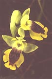 Ophrys lutea-sicula [Click to View]