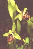 Ophrys umbilicata [Click to View]