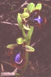 Ophrys vernixia [Click to View]
