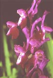 Orchis longicornu flower [Click to View]